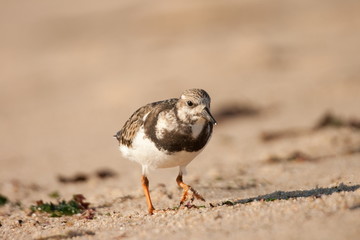 Ruddy Turnstone