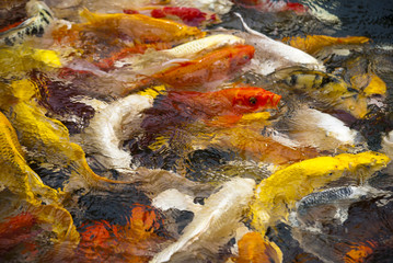 swimming carp
