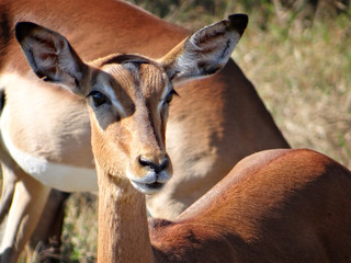 Impala close up, Suth Africa