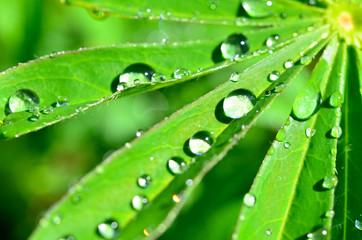 Blatt mit Wassertropfen