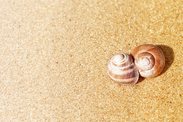 Seashells on the sand