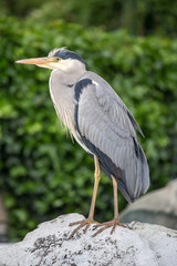 wild heron