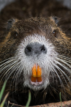 Nutria