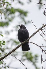 raven
