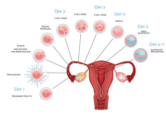 Embryo development. Secondary oocyte ovulation, fertilization an