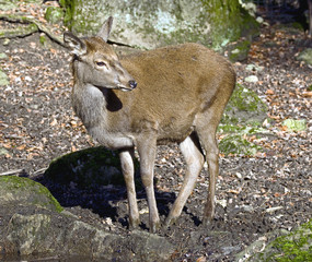 European red deer