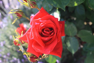 赤いバラ