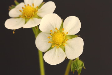 Fototapeta premium wild strawberry flower