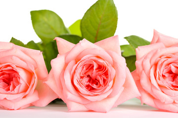 Pink roses isolated on white.