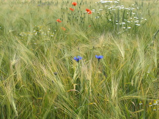 Gerstenfeld mit Wildblumen