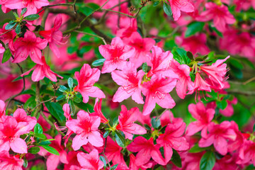 Pink Flowers Background Photo