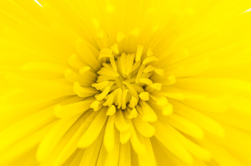 Yellow flower isolated on white background