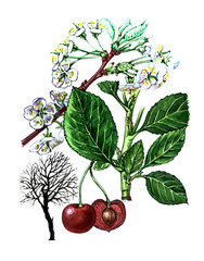 Fruits and leaves of Prunus subgen. Botany