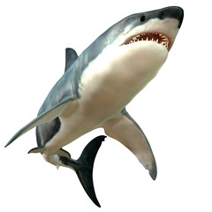 Naklejka premium Great White Shark Body