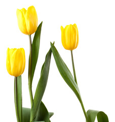 Fototapeta premium Beautiful tulips isolated on white