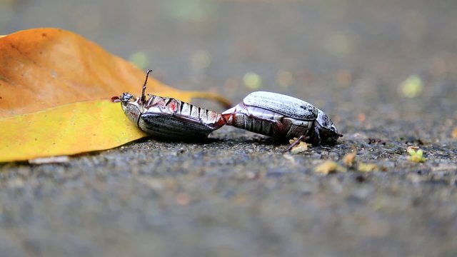 Käfer bei der Paarung