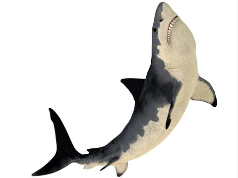 Megalodon Profile