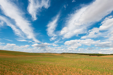 Obraz premium Campo De Cereal Germinado. Teruel. España