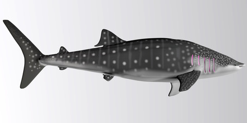Whale Shark Side Profile