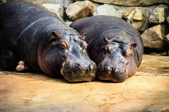 Hippo Couple Photo