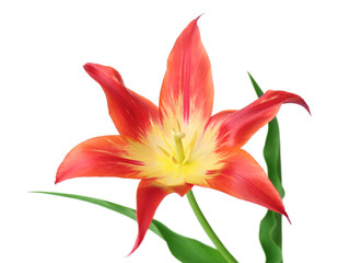 Beautiful red tulip, isolated on white
