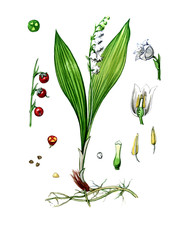 Fruits and leaves of lily of the valley. botany