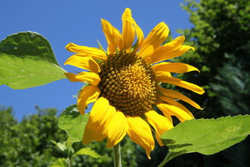 Sonnenblume unter blauem Himmel