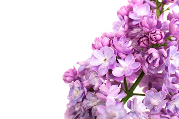 Beautiful lilac flowers on white background