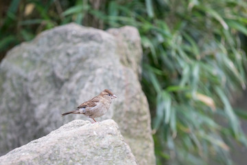 little sparrow