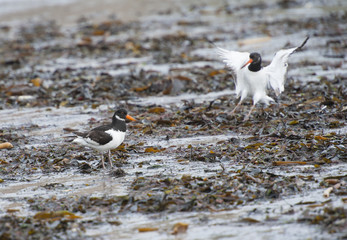 Oystercatcher bird wading on the beach