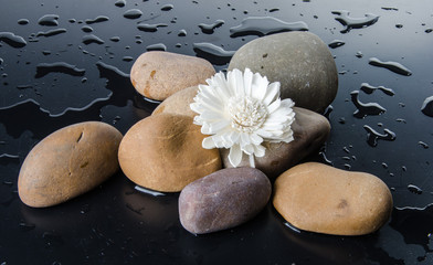 Composition of pebbles with a white flower