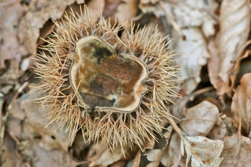 chestnut