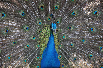 Obraz premium Paon - Peacock