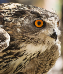 Owl portrait front in defensive position