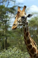 Giraffe