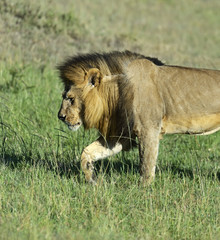 Lions Masai Mara