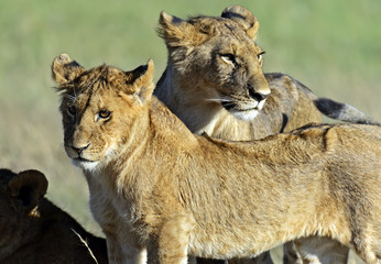 Fototapeta na wymiar Lions Masai Mara