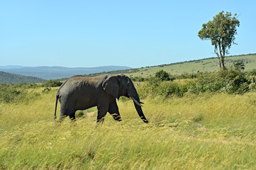 Fototapeta premium African elephants