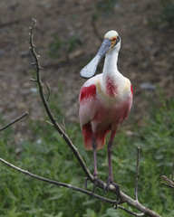 Roseate Spoonbill Perched in a Tree