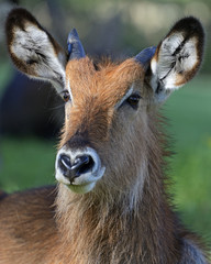 Waterbuck