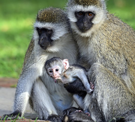 Vervet monkey