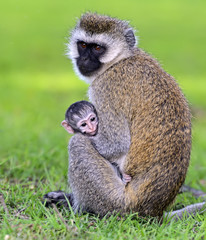 Vervet monkey