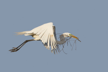 Great Egret in Flight Carrying a Branch for its Nest