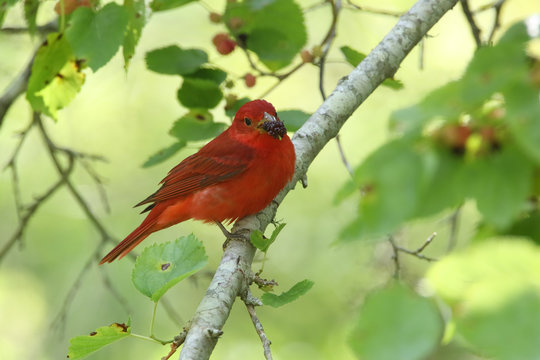 Summer Tanager Perched in a Tree