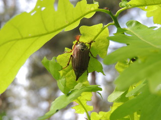 Майский весенний жук на дубовом листе.
