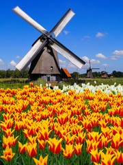 Traditional Dutch windmill with vibrant orange and yellow tulips