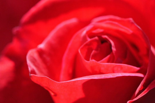 Fototapeta Coeur de rose