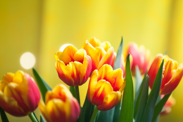 Naklejka premium red tulips with yellow environment