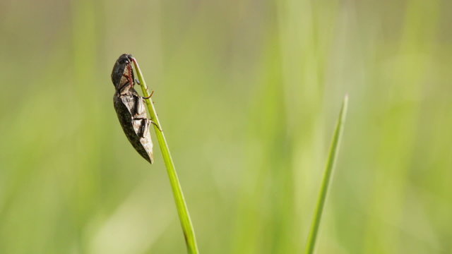 Beetle on blade of grass