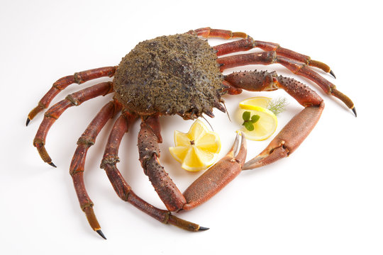 Spider Crab